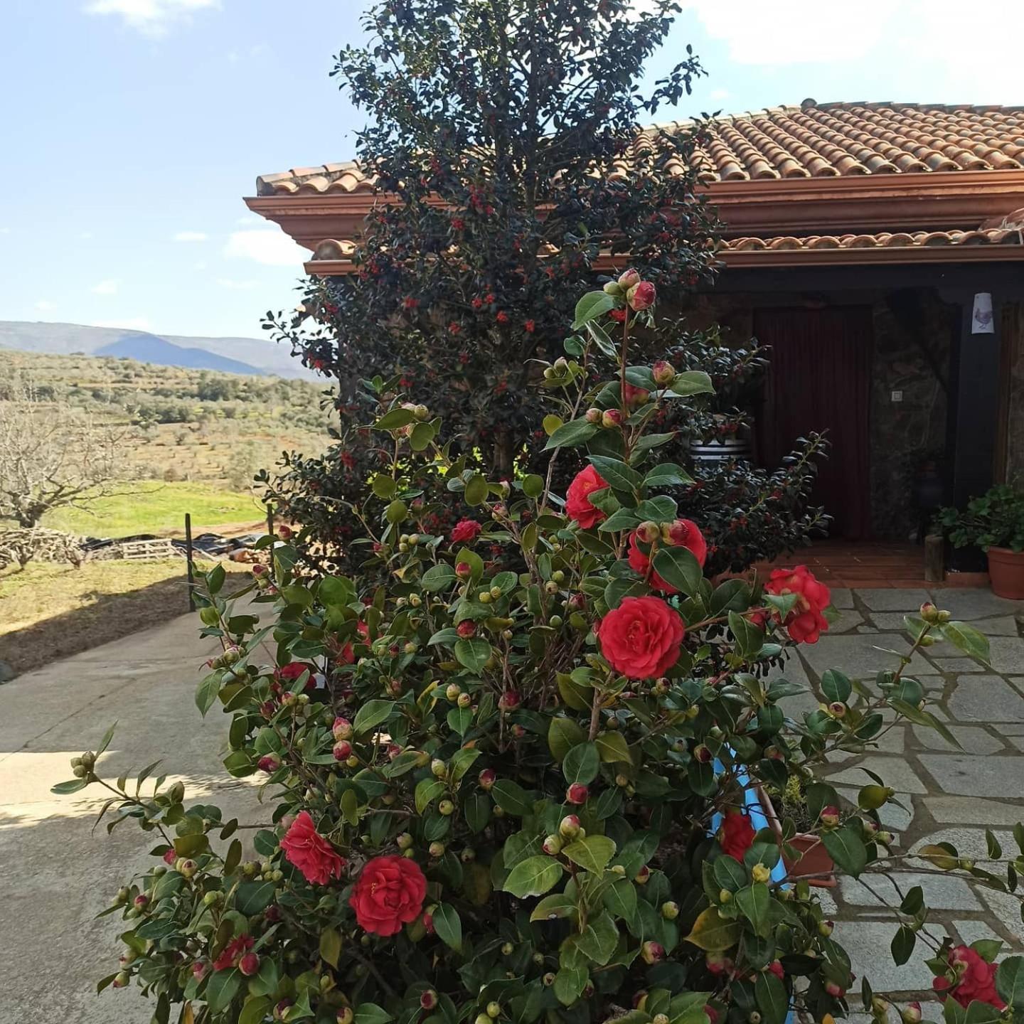 Casa Rural Los Olivos Sotoserrano Extérieur photo